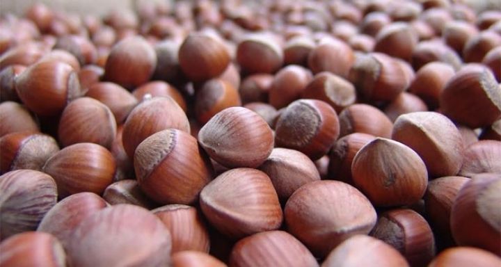 “Zaqatala Fındıq” 126 minə satılır