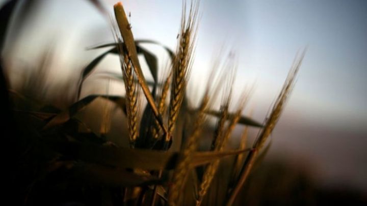 “Taxılçılığa bir milyon hektar ayırmışıq, amma özümüzü buğda ilə təmin edə bilmirik”