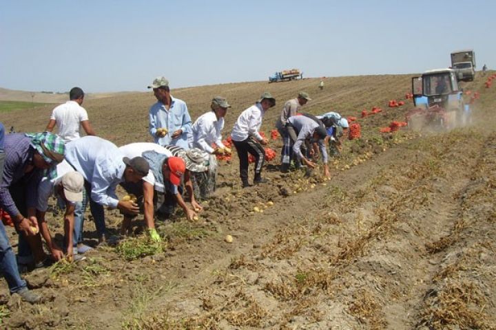 Hər hektardan 40-45 ton kartof götürülür