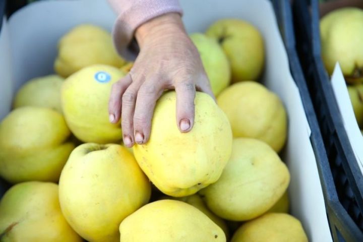 Heç heyva istehsal etmir, amma ixracatda birincidir