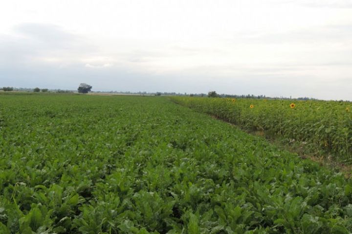 Kənd təsərrüfatında innovativ texnologiyaların tətbiqi ilə bağlı tədqiqat başlayır