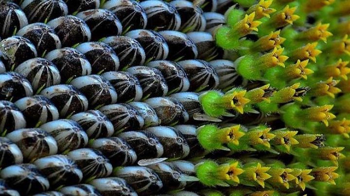 850 manat xərc çəkib, 2500 manat qazanırlar