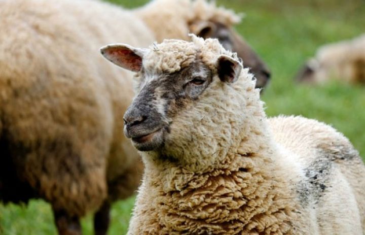 Çəkilən xərclə götürülən gəlir eynidir