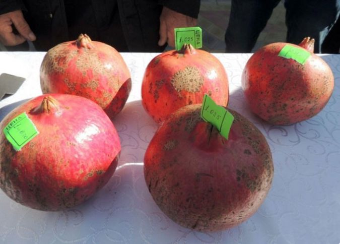 Azərbaycanda ən böyük narı yetişdirənin adı açıqlandı