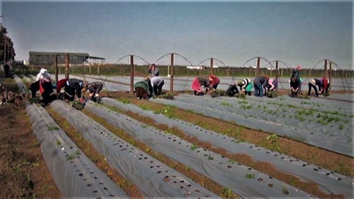 Bir dəfə əkib 3 mövsüm məhsul toplayırlar