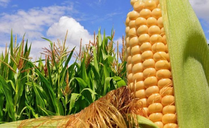 90 hektar əkib, yaxşı da məhsul yetişib