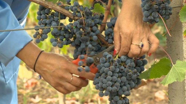 Azərbaycanda üzüm sahələrinin güzəştli sığortası başlayıb – ŞƏRTLƏR, MƏBLƏĞLƏR, MİSALLAR