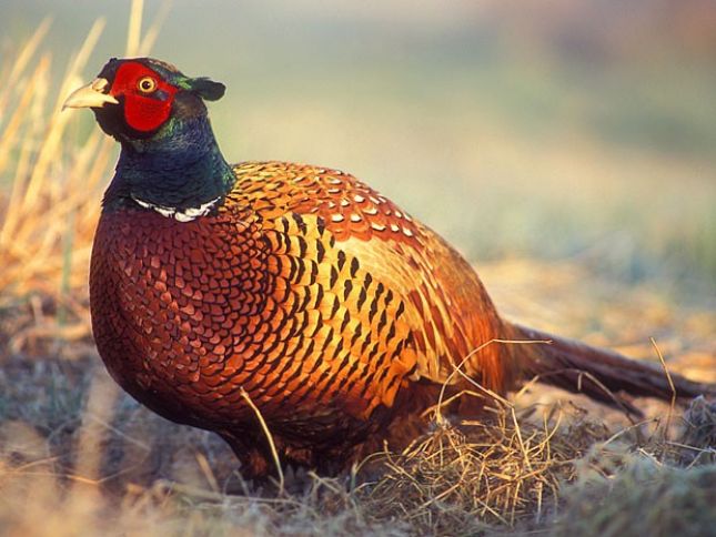 Azərbaycanda qırqovul süni yolla çoxaldılacaq