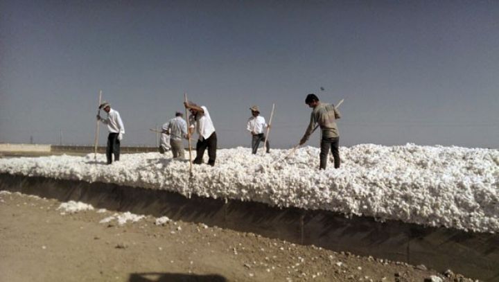 Azərbaycanda pambıq emalı 400 min tona çatdırılacaq