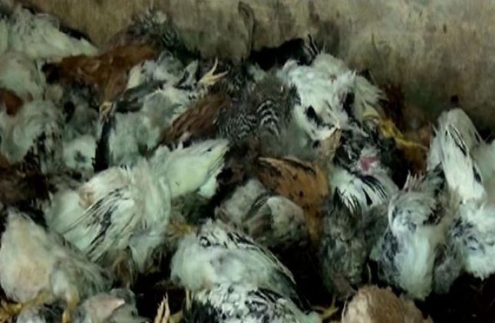 Quşçuluq ferması yandı, 10 min quş tələf oldu