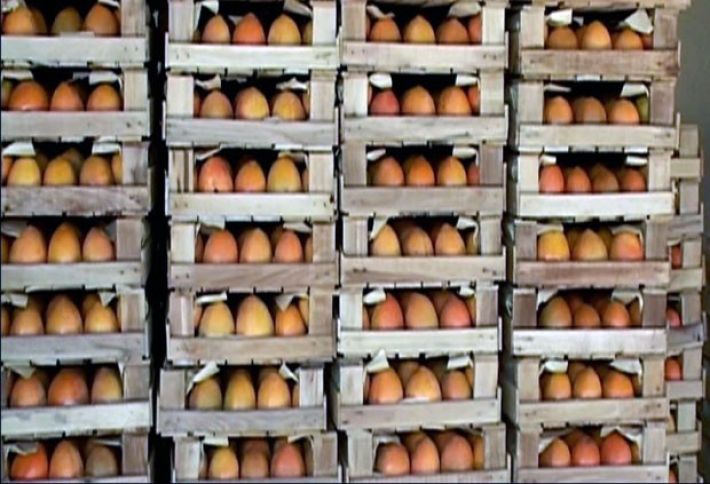 1 manata alınıb, Ağdaşdan Rusiyaya göndərilir