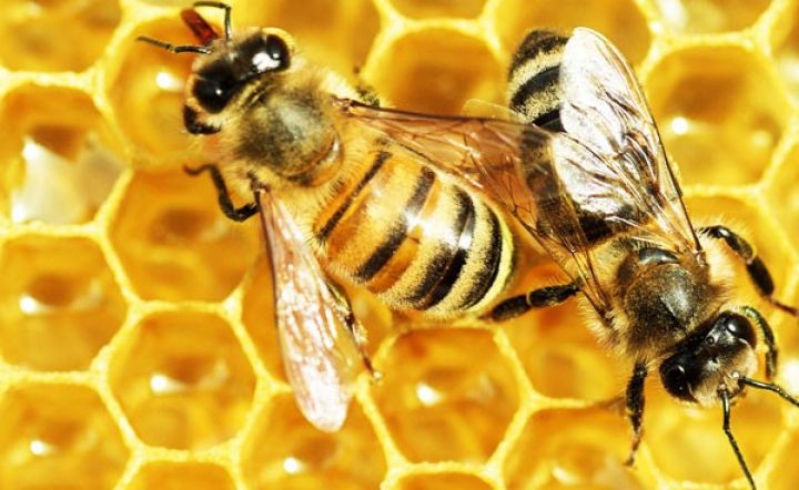 Arıçılara dövlət dəstəyi gəlir