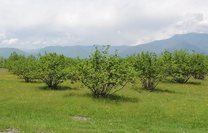 Qəbələdə 1337 hektar yeni fındıq bağı salınıb