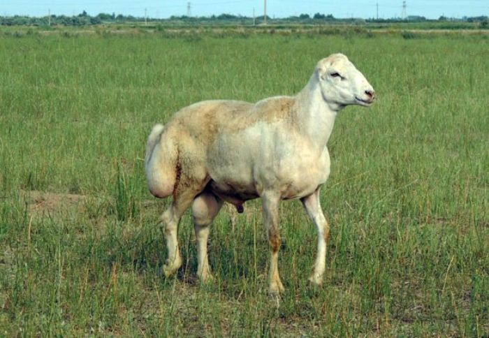 Erkəklərinin çəkisi 100 kiloqramı ötür