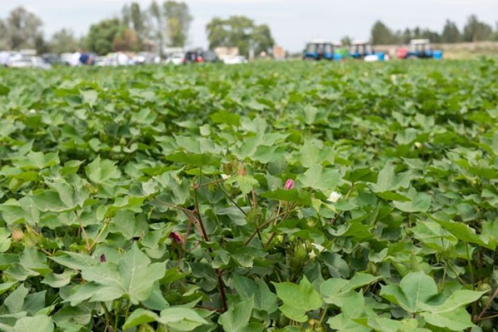 Pambıq yığımı başlayır - MÜTƏXƏSSİSLƏR PAMBIQÇILARA NƏ TÖVSİYƏ EDİR?