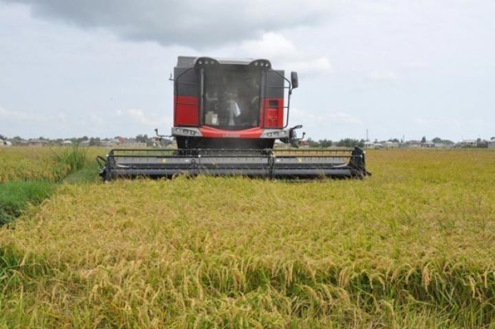 Çəltik sahələrinə müasir kombaynlar çıxarılıb