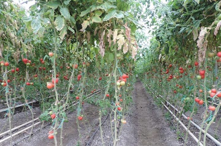 40 milyon manatlıq istixana layihəsi - TİKİNTİSİ DAVAM EDİR