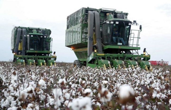 Pambıq qəbulu barədə son məlumat