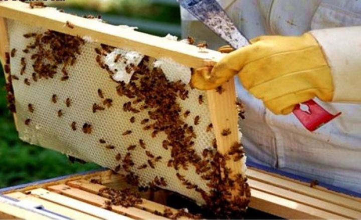 Daha 26 rayon üzrə arıçılara subsidiya veriləcək - QƏRAR