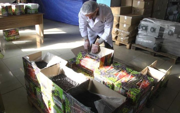 Azərbaycan özbək kişmişində kif maya göbələyi aşkarlayıb