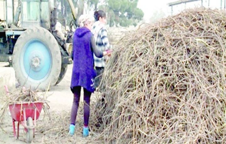 Tonu 150 manata alınır, Yaponiyanın nəhəng şirkətinə satılır