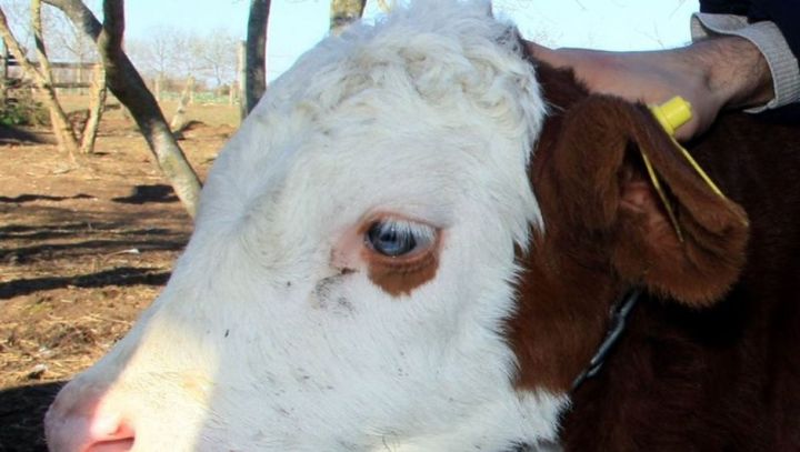 Üzərində "ay-ulduz" olan buzov 1 milyon dollara satışda