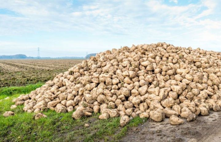 Azərbaycanda şəkər çuğunduru istehsalı 22% artıb