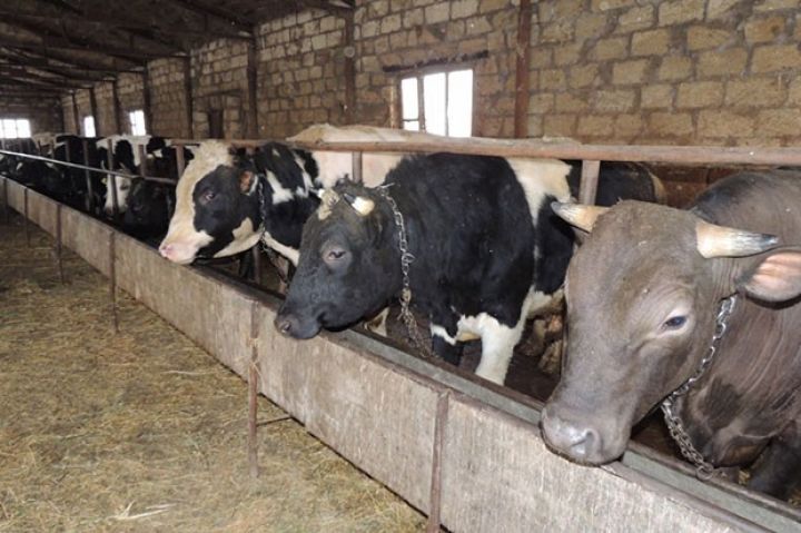 Ermənilərin ziyan vurduğu təsərrüfatın yarım milyon borcu silinib