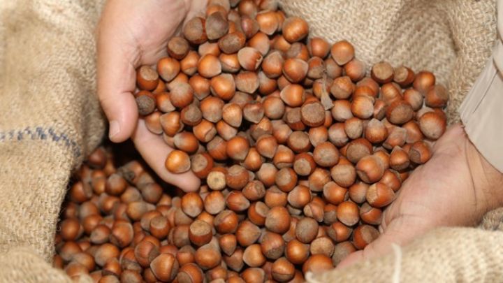 İsveçrə şirkətlərinin nümayəndələri fındıq üçün Azərbaycana gələcək