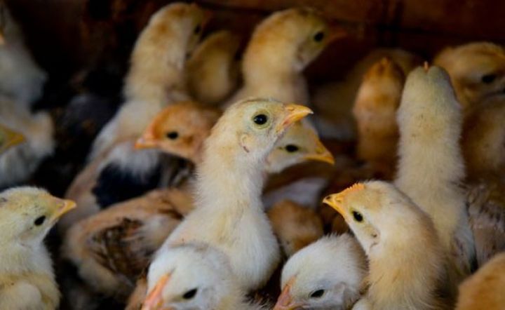 “İsmayıllı Quşçuluq” ötən il də tənəzzüldə olub