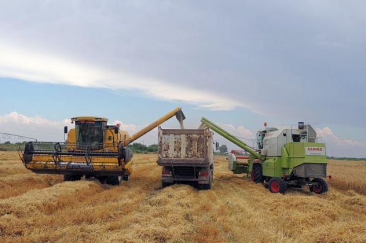 Kombayn çatışmazlığına və məhsul itkisinə baxmayaraq taxıl istehsalı artıb