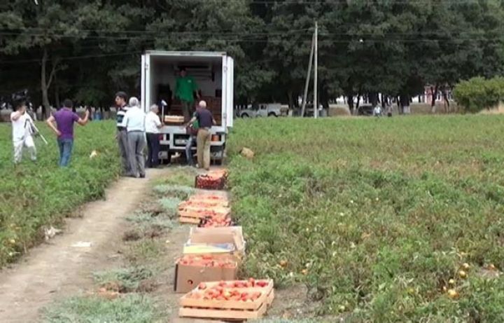 Fermerlərdən 271 tondan çox pomidor alınacaq