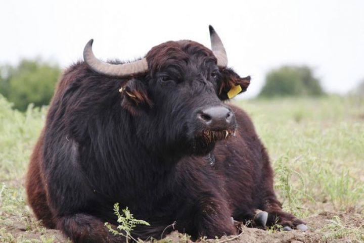 Bolqarıstandan yeni növ camışlar gətirilib, bütün rayonlara yayıla bilər