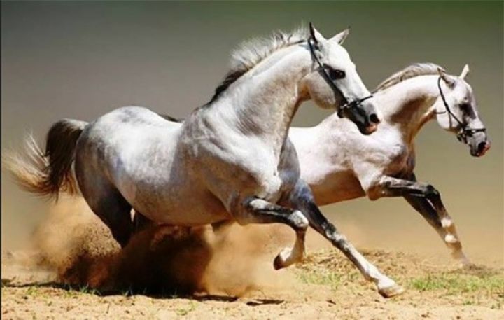 Azərbaycanda yeni atçılıq təsərrüfatı yaradılıb