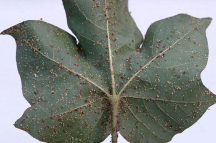 Azərbaycanda pambıq sahələri təhlükədə!