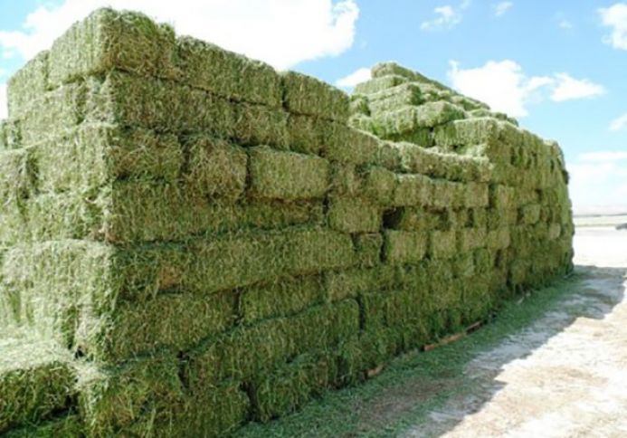 Aramsız yağışlar ot biznesinə mənfi təsir göstərir