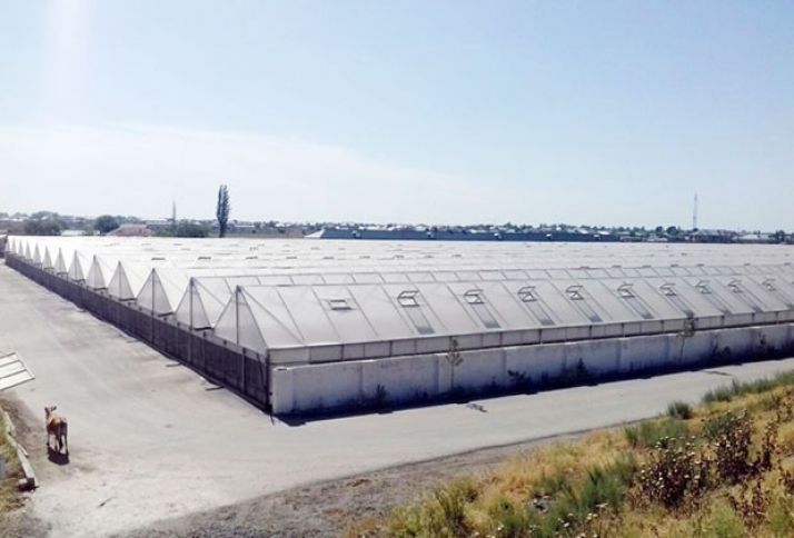 150 ton məhsul yığıb, 70 tonunu ixrac edib