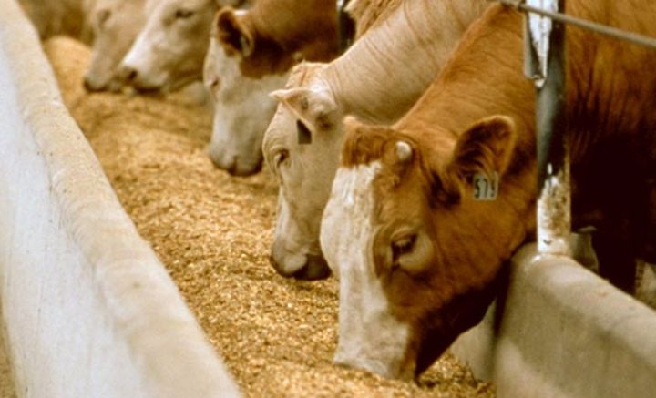 “Yalama Aqropark” yem məhsullarının tədarükünü  ELAN edib