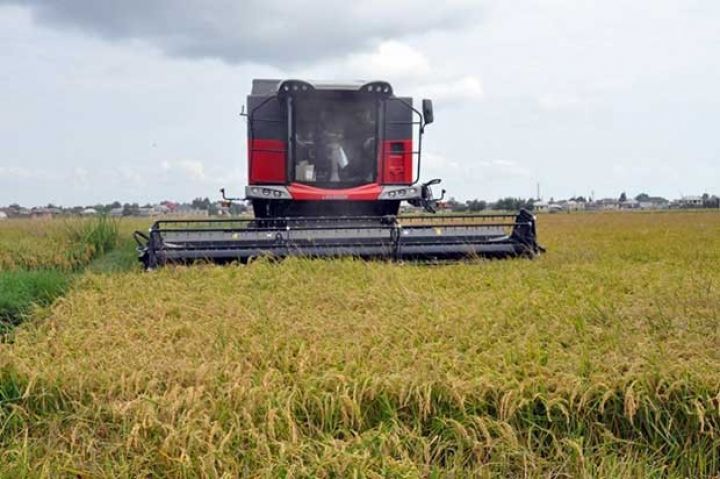 Bu il Azərbaycanda düyü istehsalı az olub - SƏBƏB
