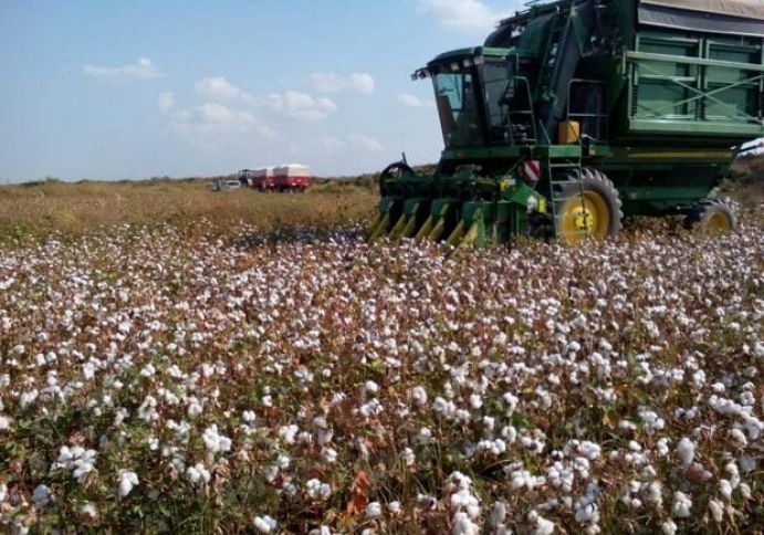 Azərbaycana daha 50 pambıqyığan kombayn gətiriləcək