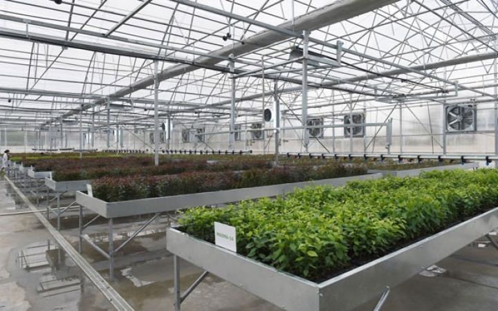 İlham Əliyev tingçilik müəssisəsi ilə tanış olub