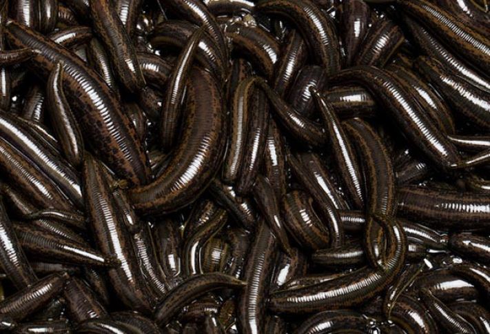 Azərbaycanda süni şəraitdə çoxaldılıb, ixracına başlanılır