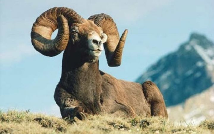 Ölkəmizə 200 kiloqrama qədər ət verən qoyun cinsi gətirlə bilər - NAZİRDƏN TAPŞIRIQ