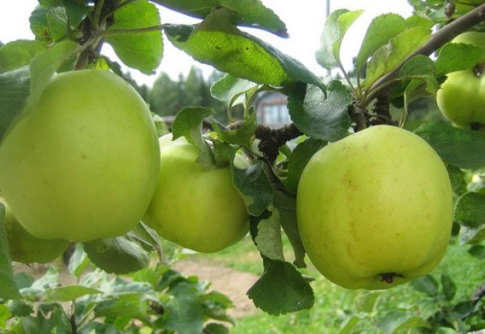 "Kiloqramı 20 - 25 qəpikdir, onu da alan olsa"