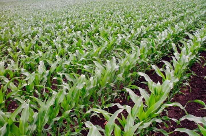 Bu il Balakəndə 7 min hektarda qarğıdalı əkilməsi nəzərdə tutulur