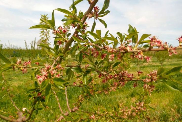 Azərbaycanda yeni salınan badam bağlarından ilk məhsul yığılacaq