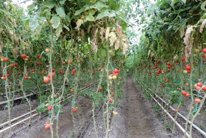  Kürdəmirdə nəhəng istixana kompleksi tikiləcək 