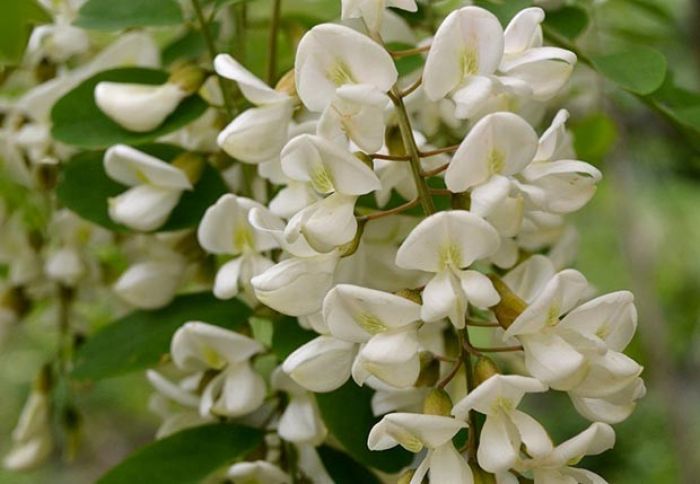 "Akasiya ağaclarının əkilməsi arıçılıq üçün çox əhəmiyyətlidir"