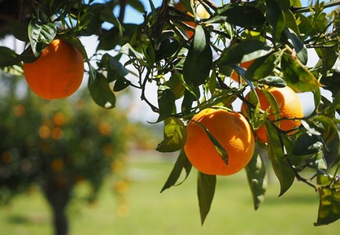 Bu il portağal boldur