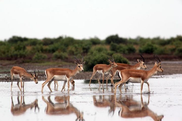 ETSN: Ötən il milli parklara 79 997 turist səfər edib